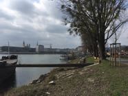 Baumfaellungen22-03-2016-010.jpeg
