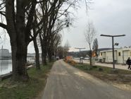 Baumfaellungen22-03-2016-011.jpeg