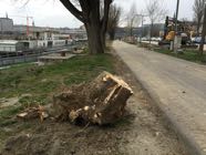 Baumfaellungen22-03-2016-013.jpeg