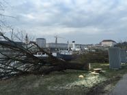 Baumfaellungen22-03-2016-03.jpeg