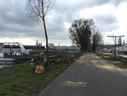Baumfaellungen22-03-2016-09.jpeg