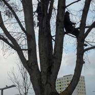 Faellungen GleissnerAllee 22032016 &copy;Beni Altmueller.jpg