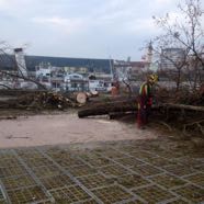 Faellungen GleissnerAllee 22032016 &copy;Bettina Thewanger.jpg