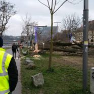 Faellungen GleissnerAllee 22032016 &copy;Han Lan.jpg