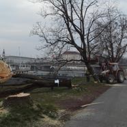 Faellungen GleissnerAllee 22032016 &copy;M.C.Aigner.jpg