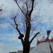 Faellungen GleissnerAllee 22032016 3&copy;Beni Altmueller.jpg
