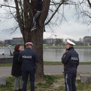 Faellungen GleissnerAllee 22032016 4&copy;M.C.Aigner.jpg
