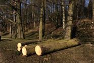 freinberg24-01-20184.jpg