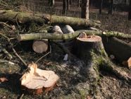 freinberg24-01-20187.jpg