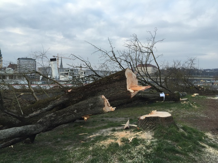 Baumfaellungen22-03-2016-01