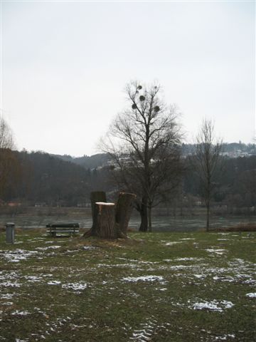 silberweidenstc3bcmpfe-in-margarethen