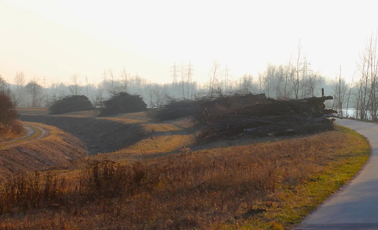 Traunauen -Baumfällungen