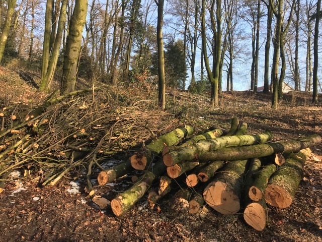 Permanentes Baummassaker in Linz