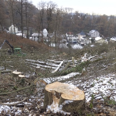 Vernichtung eines wertvollen Waldgebietes an der Stadtgrenze von Linz