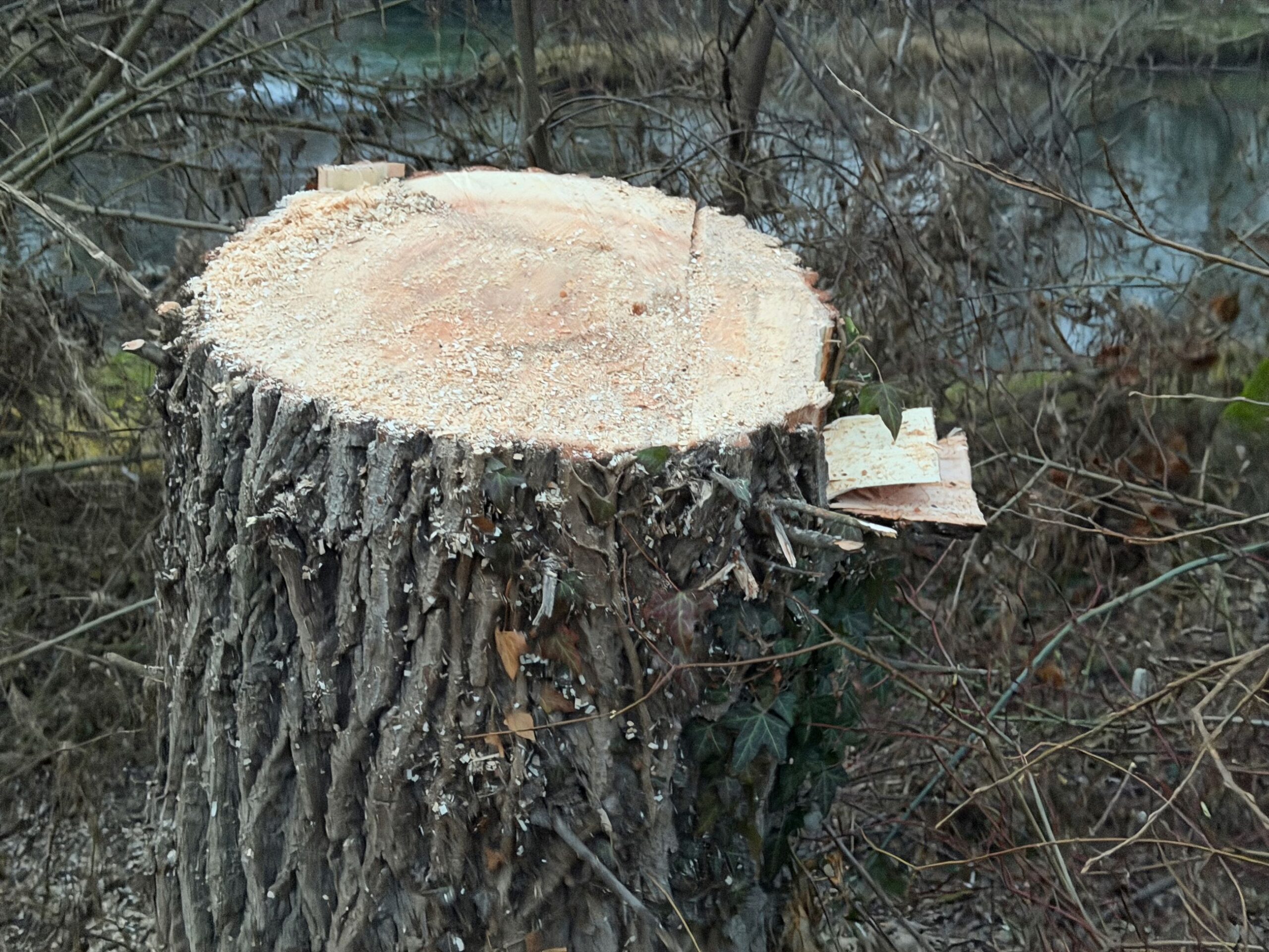 Die Baumvernichtungen in Linz gehen unvermindert weiter…